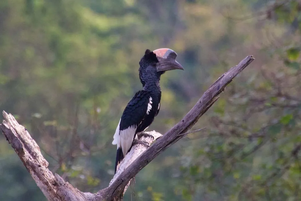 Uganda birding tours