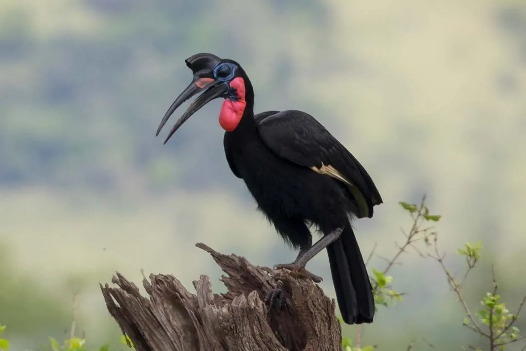 Uganda birding tours