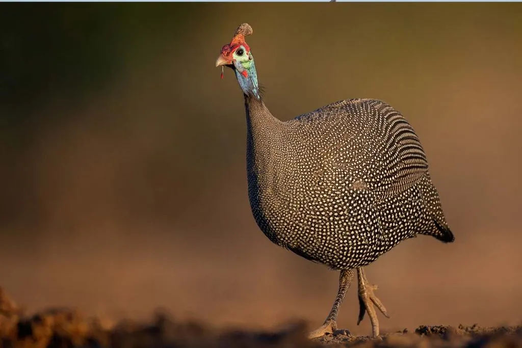 Uganda birding tours