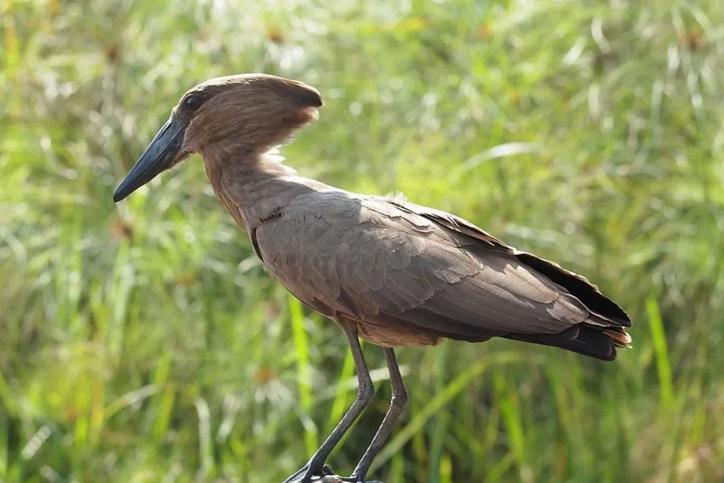 Uganda birding tours