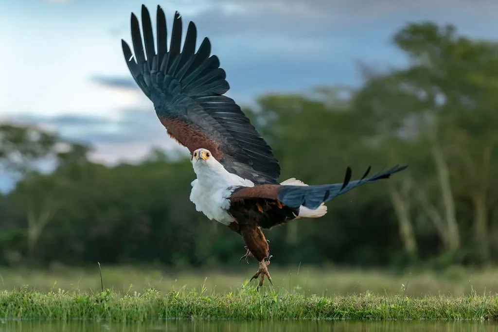 Uganda birding tours