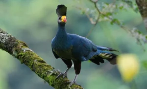 Uganda birding tours