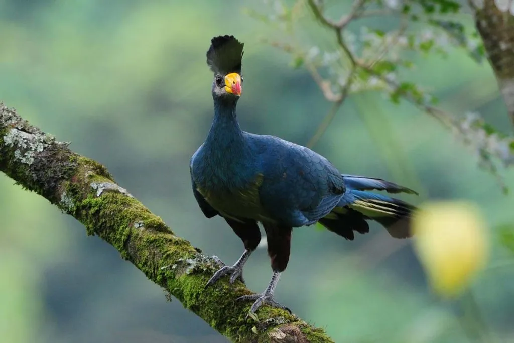 Uganda birding tours