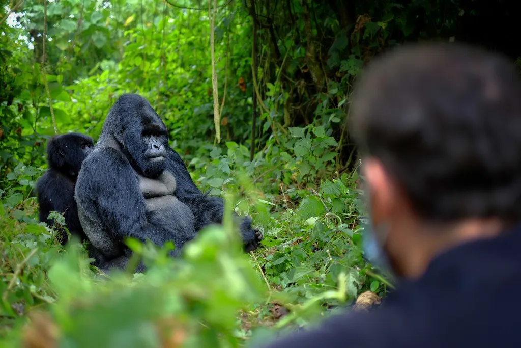 best time to visit Rwanda to see gorillas