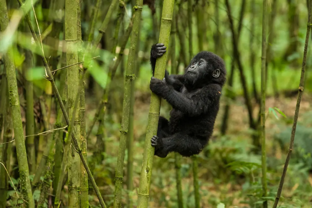 best time to visit Rwanda to see gorillas