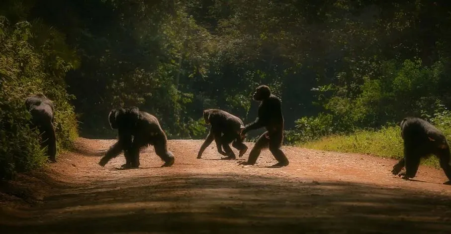 chimpanzee trekking in Uganda t (1)