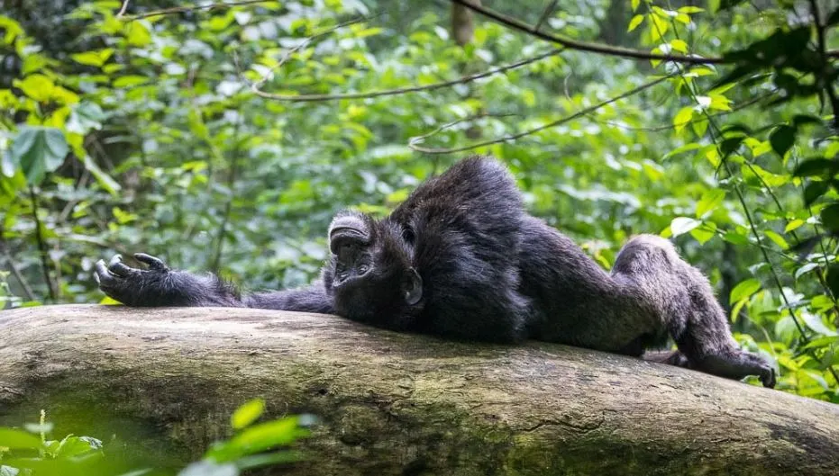 chimpanzee trekking in Uganda t (2)