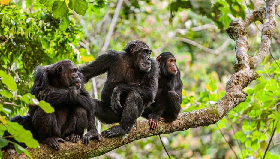 chimpanzee trekking in Uganda t (3)