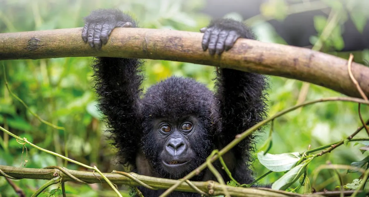 8 Ways We Can Make Gorilla Trekking an (Even More) Exclusive Experience