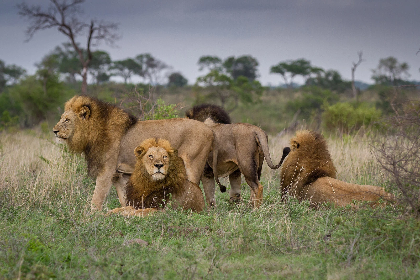 Africa Safaris And Holidays Best South Africa Safaris & Holidays
