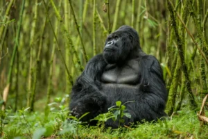 Gorilla trekking in Bwindi Impenetrable Forest