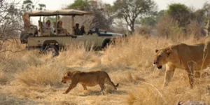 Where to See Lions in Africa (1)
