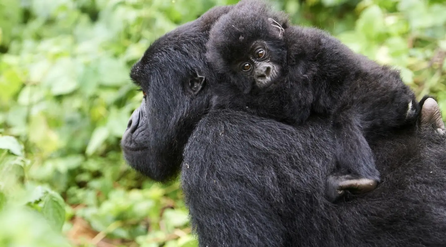 3 day gorilla trekking Uganda