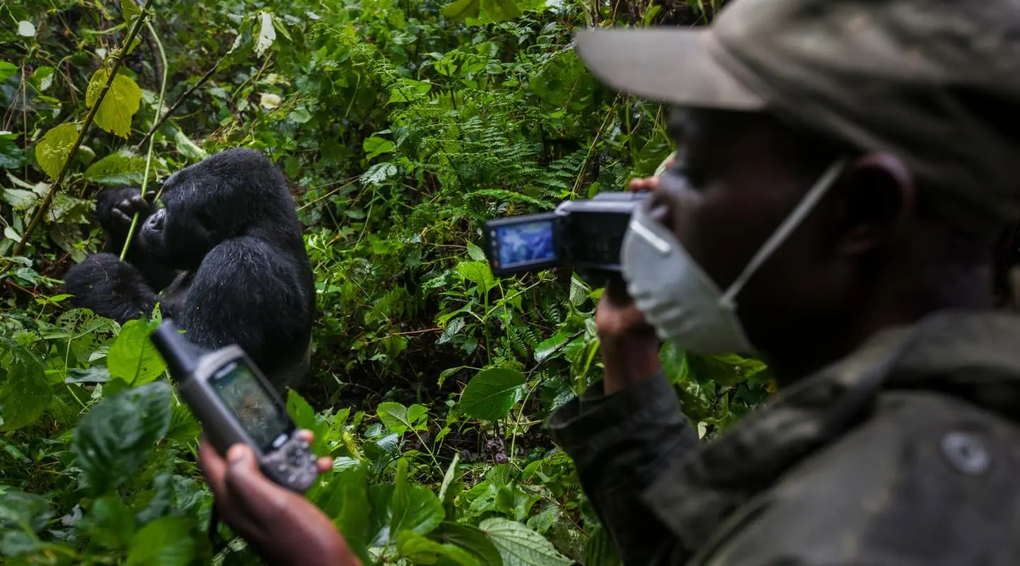 best gorilla trekking tours