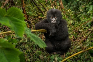 Rwanda Gorilla Trek