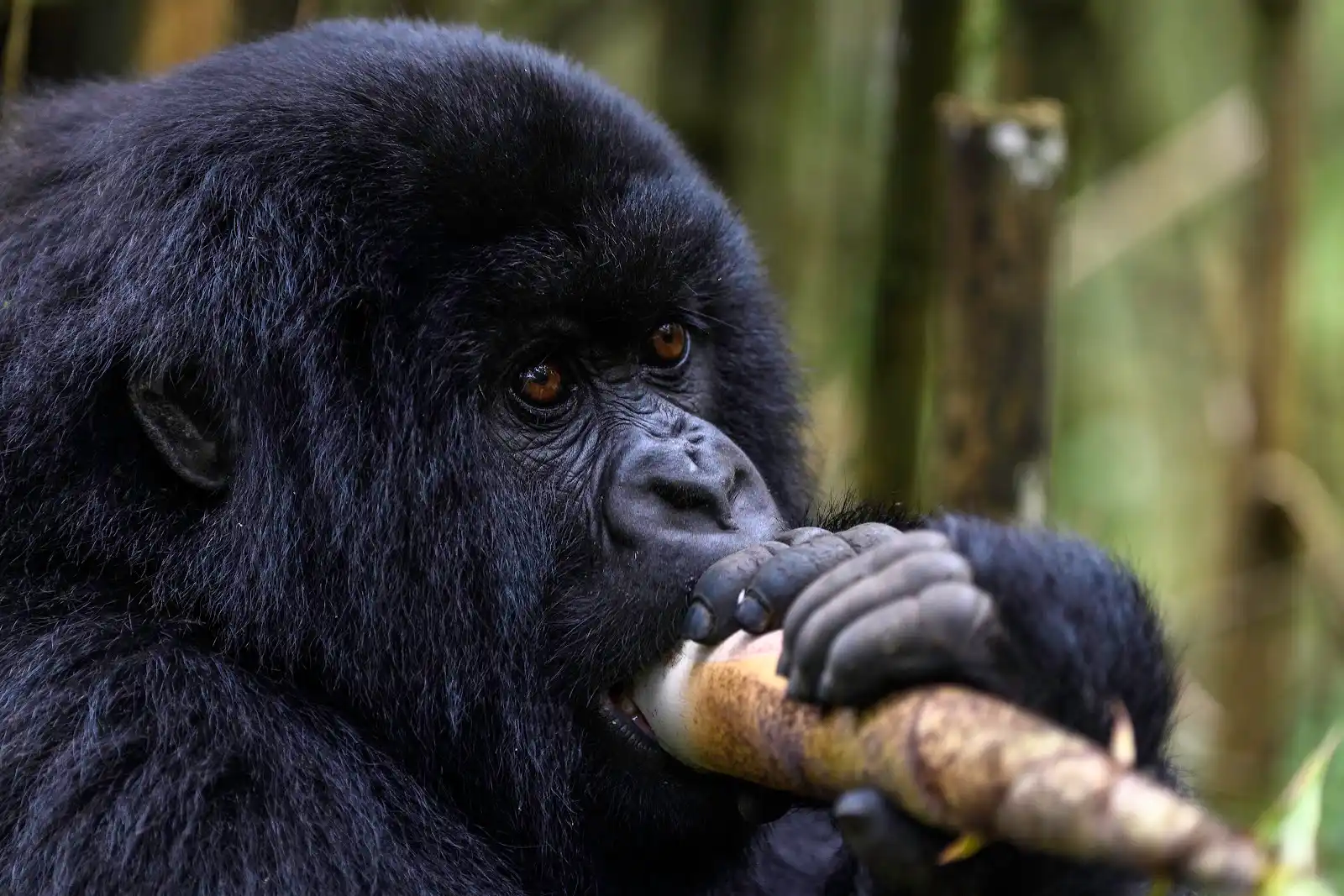 Africa Safaris And Holidays Best Rwanda Safaris And Gorilla Tours