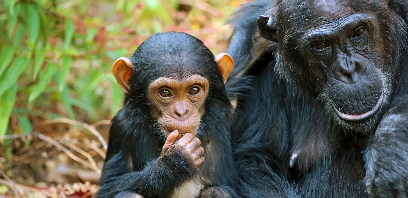 Rwanda Safaris