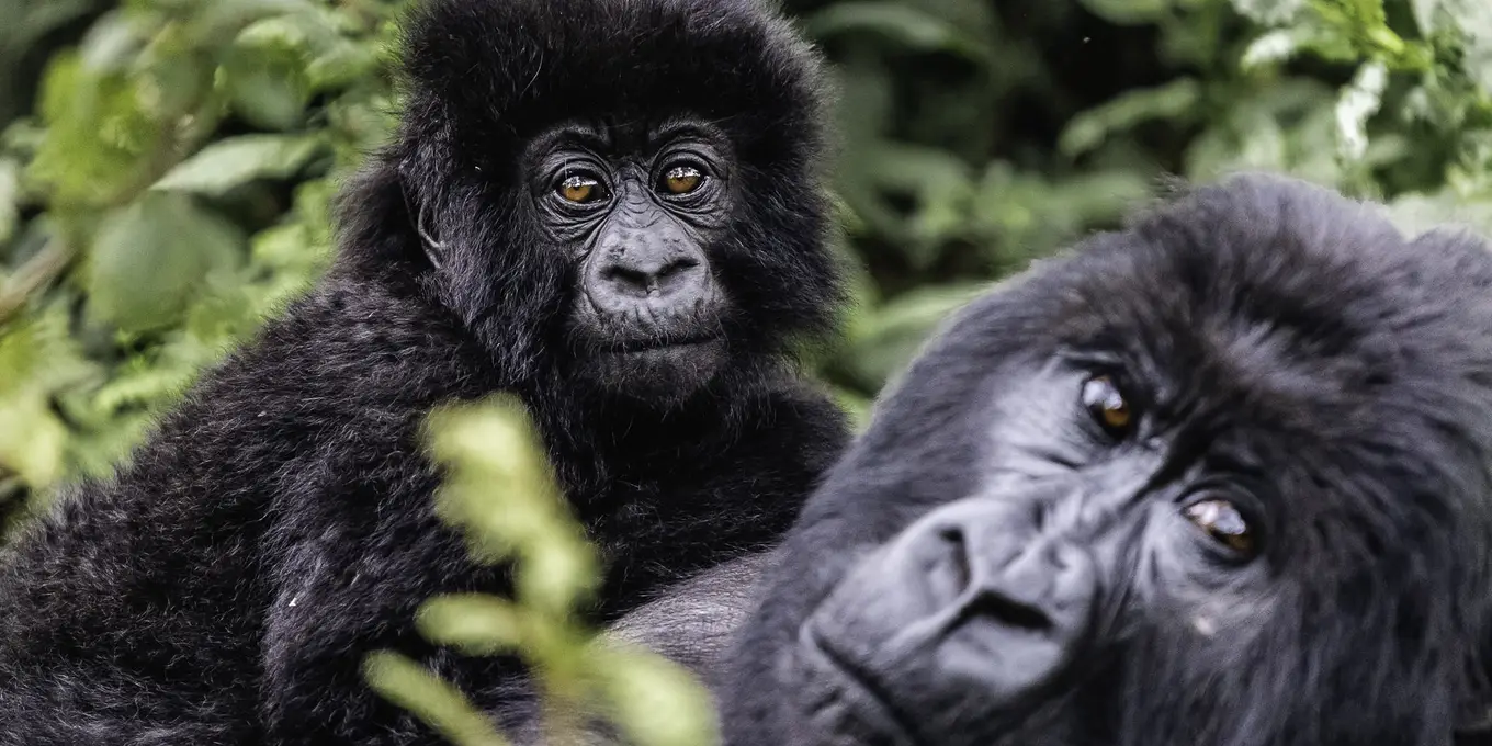 Luxury Rwanda safaris