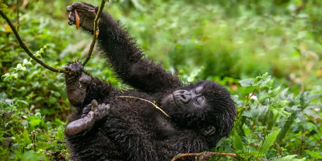Luxury Rwanda safaris