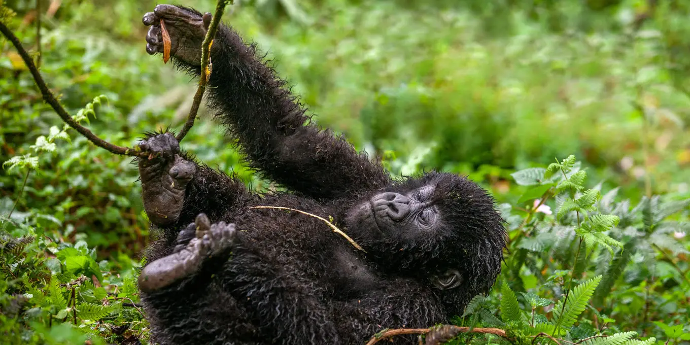 Luxury Rwanda safaris