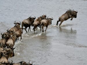 National Parks in Tanzania