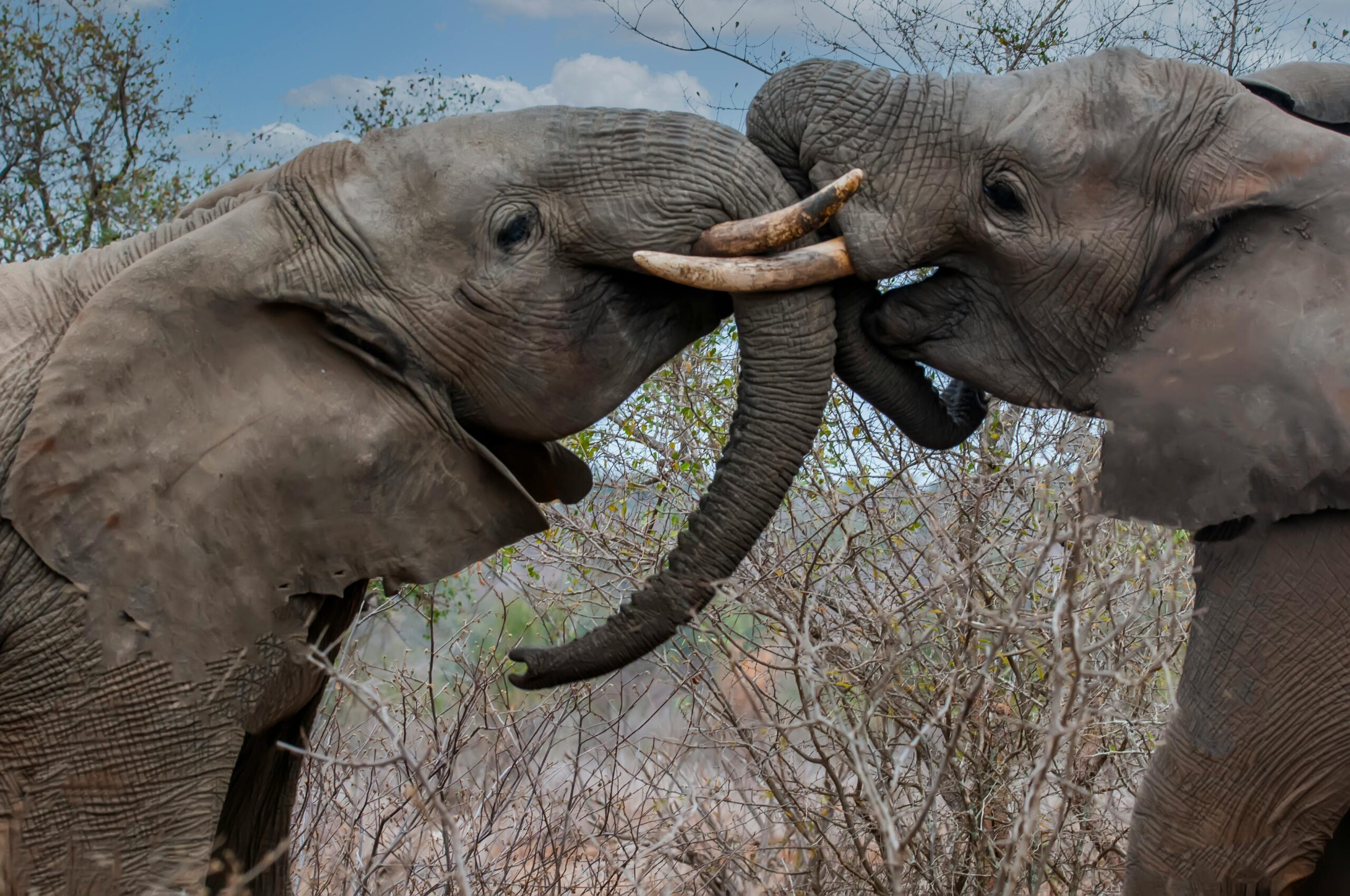 African Elephants
