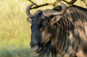 Tanzania National Parks