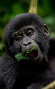 Uganda Gorilla in Bwindi forest