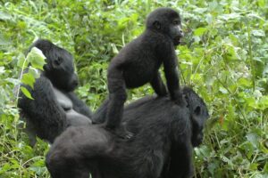 Customised Uganda Safari tours