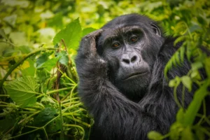 Mountain Gorilla Trekking Uganda