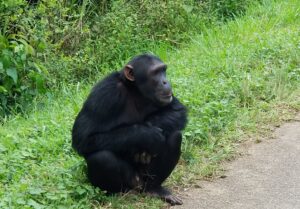Chimpanzee Trekking Uganda
